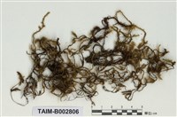 藏品(蔓苔科)的圖片